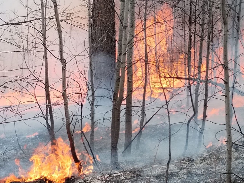 Три лесных пожара ликвидировали за последние сутки в Забайкалье